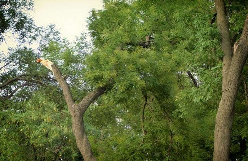 Кратковременная буря: в Измаиле ураганный ветер повалил деревья. Опубликованы фото