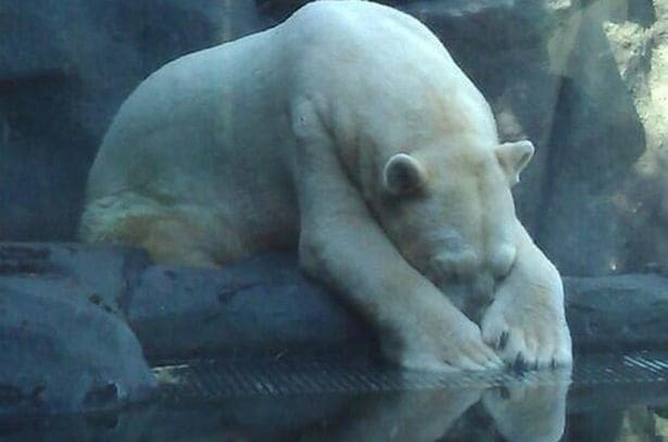 В аргентинском зоопарке умер самый грустный медведь в мире