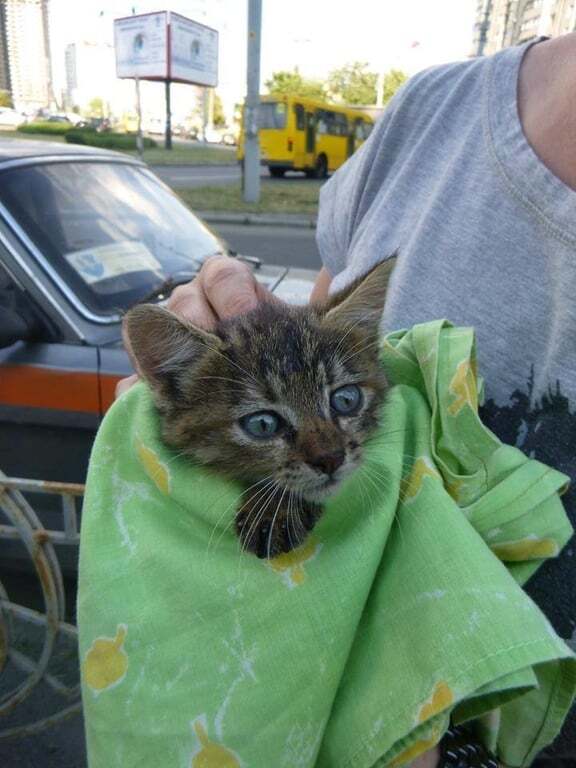 В Киеве спасли котенка, которого дети засунули в столб