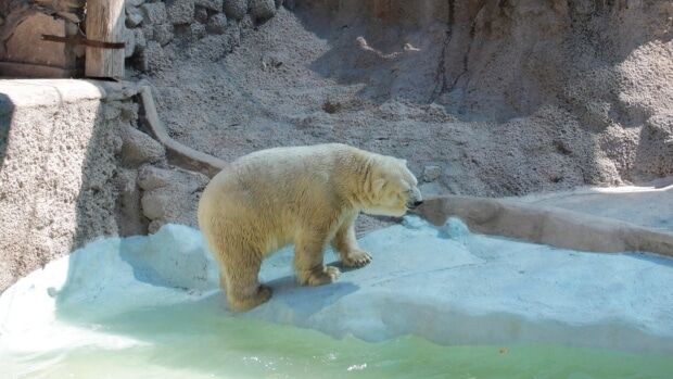 В аргентинському зоопарку помер найсумніший ведмідь у світі