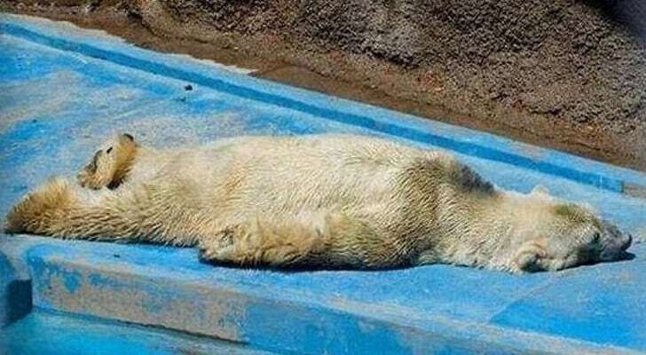 В аргентинском зоопарке умер самый грустный медведь в мире