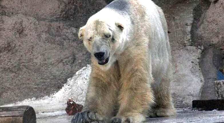 В аргентинському зоопарку помер найсумніший ведмідь у світі