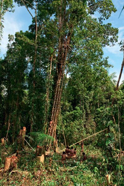Чем выше, тем важнее: как живут на деревьях в Новой Гвинее папуасы-короваи