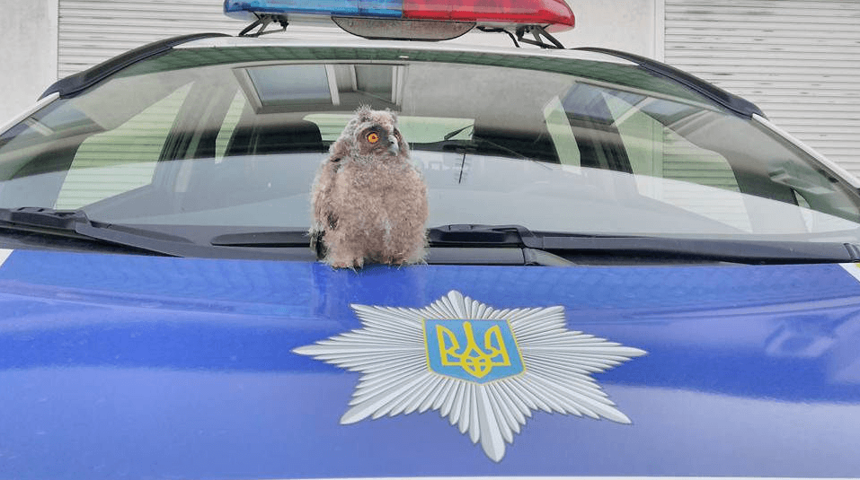 Гроза бандитов Николаевна: в Ривне полицию усилили патрульной совой. Фотофакт