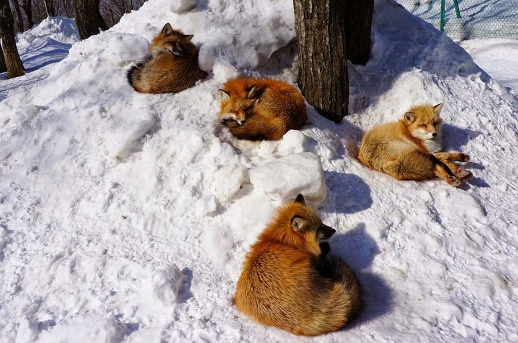 Лисья деревня - самое милое место в Японии. Фоторепортаж