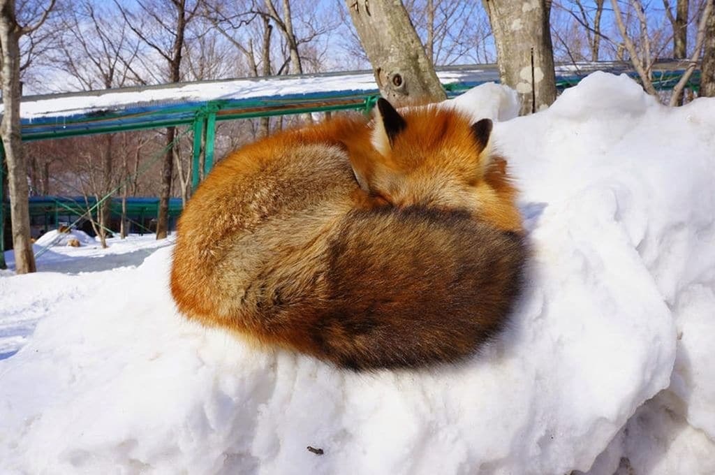 Лисья деревня - самое милое место в Японии. Фоторепортаж