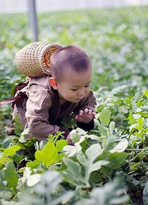 Помогающий отцу собирать арбузы младенец из Китая стал звездой соцсетей