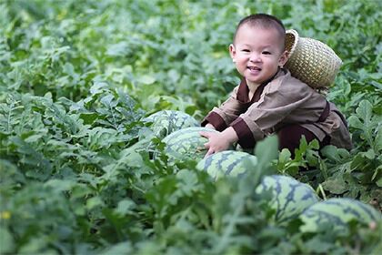Помогающий отцу собирать арбузы младенец из Китая стал звездой соцсетей