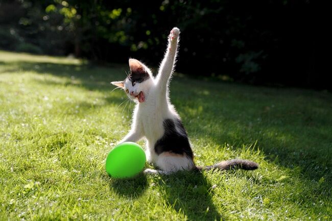 Сміливі і чарівні: неймовірні фото котиків 