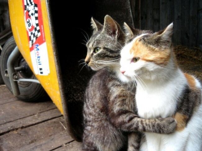 Сміливі і чарівні: неймовірні фото котиків 