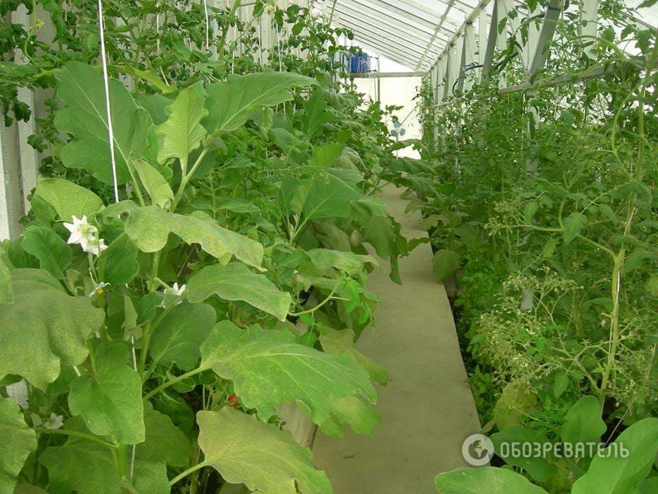Приятное с полезным: как в Украине создали прибыльную органическую ферму
