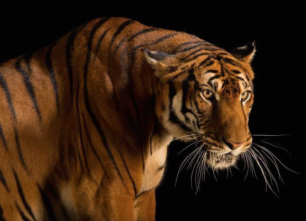 В мире дикой природы: уникальные портреты животных от мастера фотографии