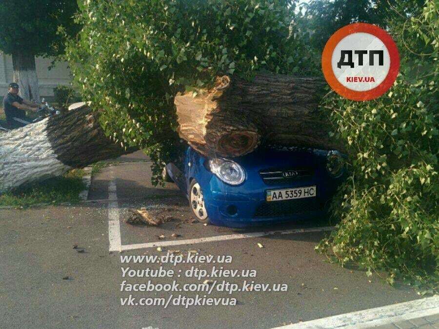 В Киеве дерево упало на припаркованные автомобили: опубликованы фото