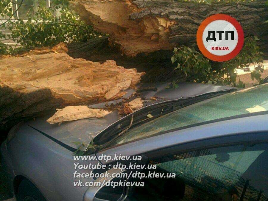 У Києві дерево впало на припарковані автомобілі