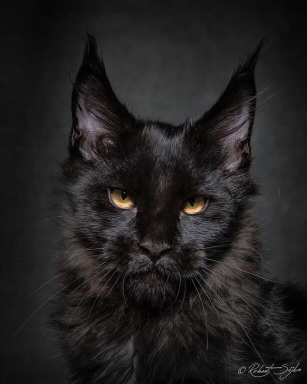 Гордость и величие: фотограф сделал потрясающие портреты самых больших одомашненных кошек. Фоторепортаж