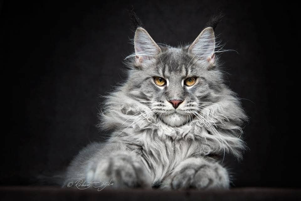 Гордость и величие: фотограф сделал потрясающие портреты самых больших одомашненных кошек. Фоторепортаж