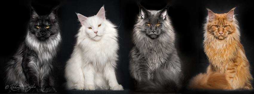 Гордость и величие: фотограф сделал потрясающие портреты самых больших одомашненных кошек. Фоторепортаж