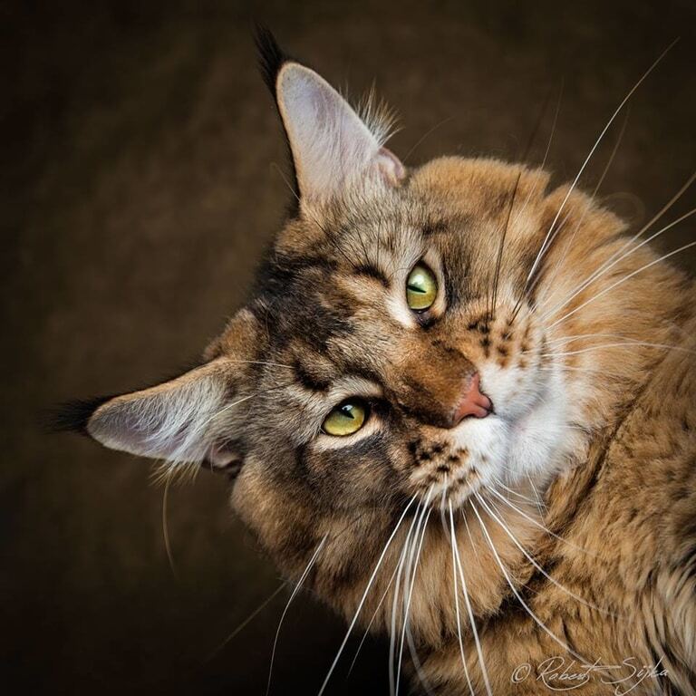 Гордость и величие: фотограф сделал потрясающие портреты самых больших одомашненных кошек. Фоторепортаж