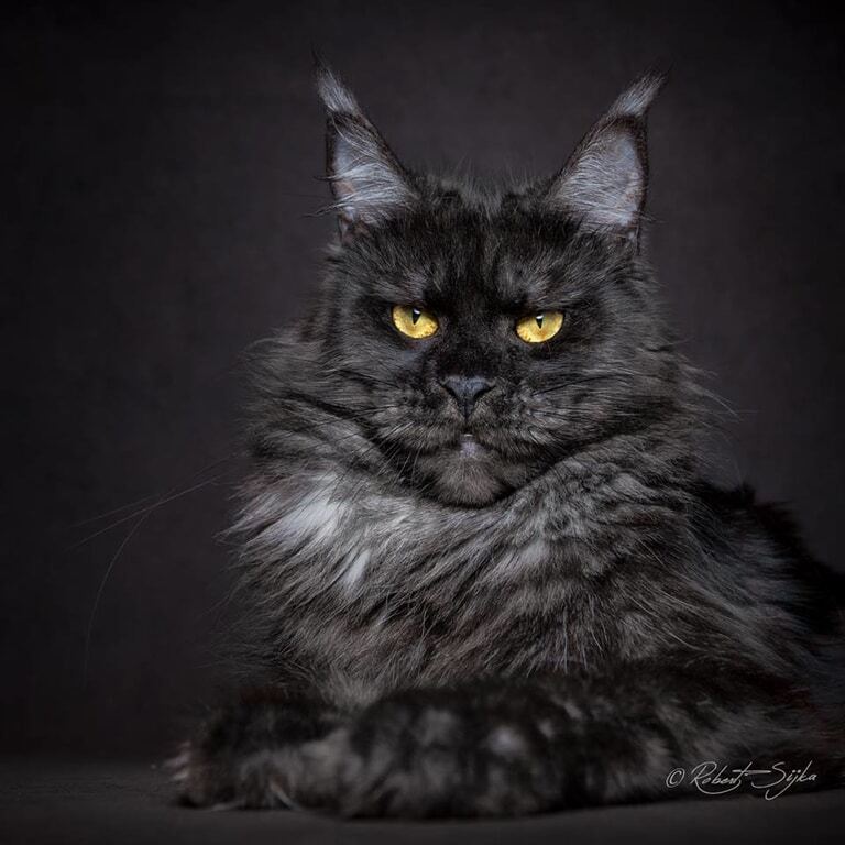 Гордость и величие: фотограф сделал потрясающие портреты самых больших одомашненных кошек. Фоторепортаж