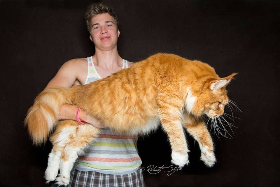 Гордость и величие: фотограф сделал потрясающие портреты самых больших одомашненных кошек. Фоторепортаж
