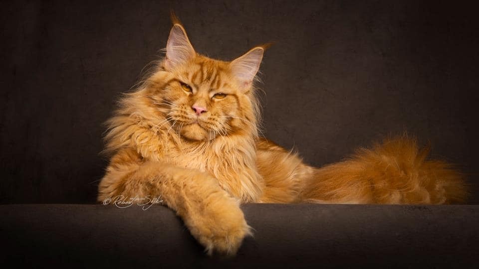 Гордость и величие: фотограф сделал потрясающие портреты самых больших одомашненных кошек. Фоторепортаж
