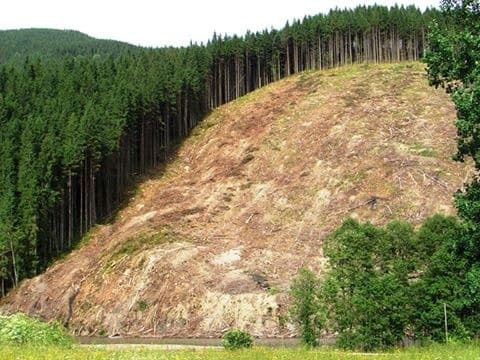 Руслана шокировала украинцев облысевшими видами Карпат: опубликованы фото