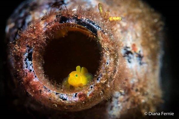 Жаба задавила: опубликованы победители фотоконкурса Nature Photographer of the Year 2016