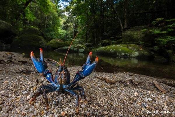 Жаба задавила: опубликованы победители фотоконкурса Nature Photographer of the Year 2016