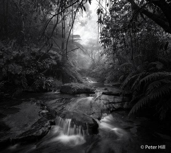 Жаба задавила: опубликованы победители фотоконкурса Nature Photographer of the Year 2016