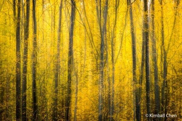 Жаба задавила: опубликованы победители фотоконкурса Nature Photographer of the Year 2016