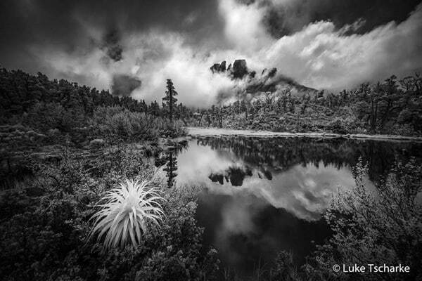 Жаба задавила: опубликованы победители фотоконкурса Nature Photographer of the Year 2016