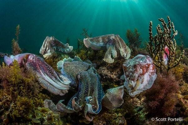 Жаба задавила: опубликованы победители фотоконкурса Nature Photographer of the Year 2016