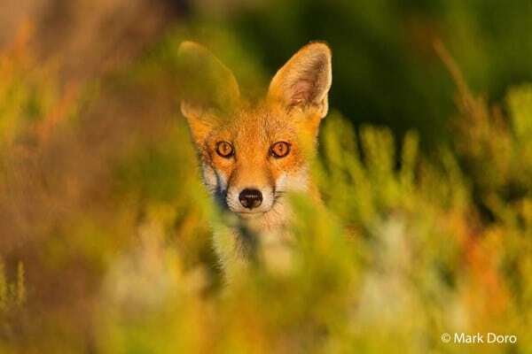 Жаба задавила: опубликованы победители фотоконкурса Nature Photographer of the Year 2016