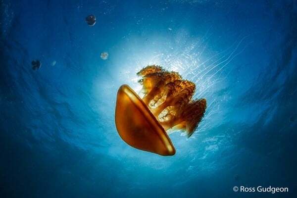 Жаба задавила: опубликованы победители фотоконкурса Nature Photographer of the Year 2016