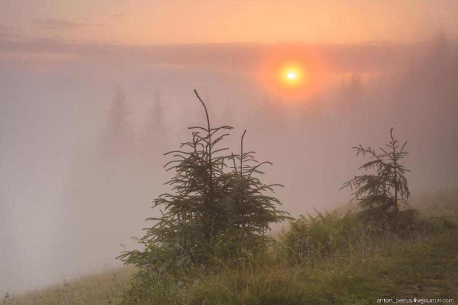 Карпати в тумані: фото дивовижної краси ранку в горах 