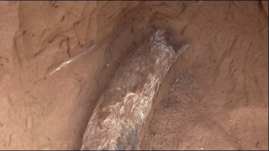 В Украине обнаружили останки мамонта 