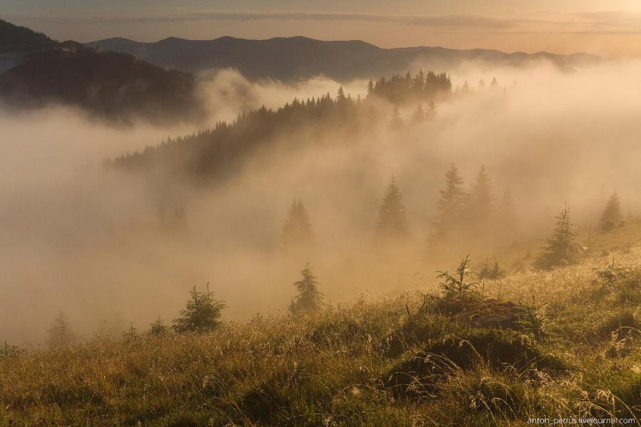 Карпати в тумані: фото дивовижної краси ранку в горах 