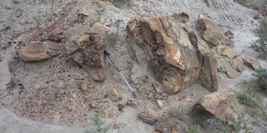 Знахідці 66 млн років: у США виявили цілий череп тиранозавра