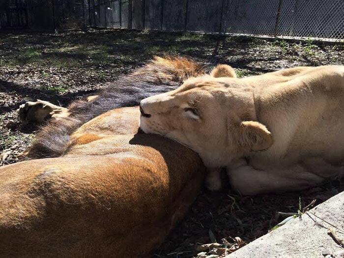 Любов врятувала життя лева і левиці: неймовірна за силою історія відданості