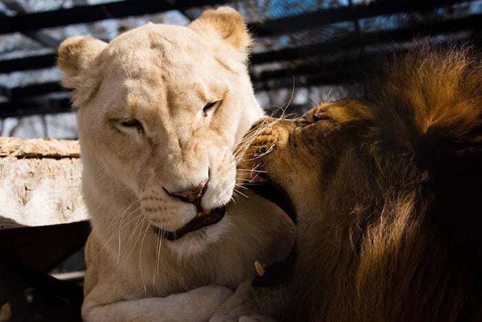 Любовь спасла жизни льва и львицы: невероятная по силе история преданности