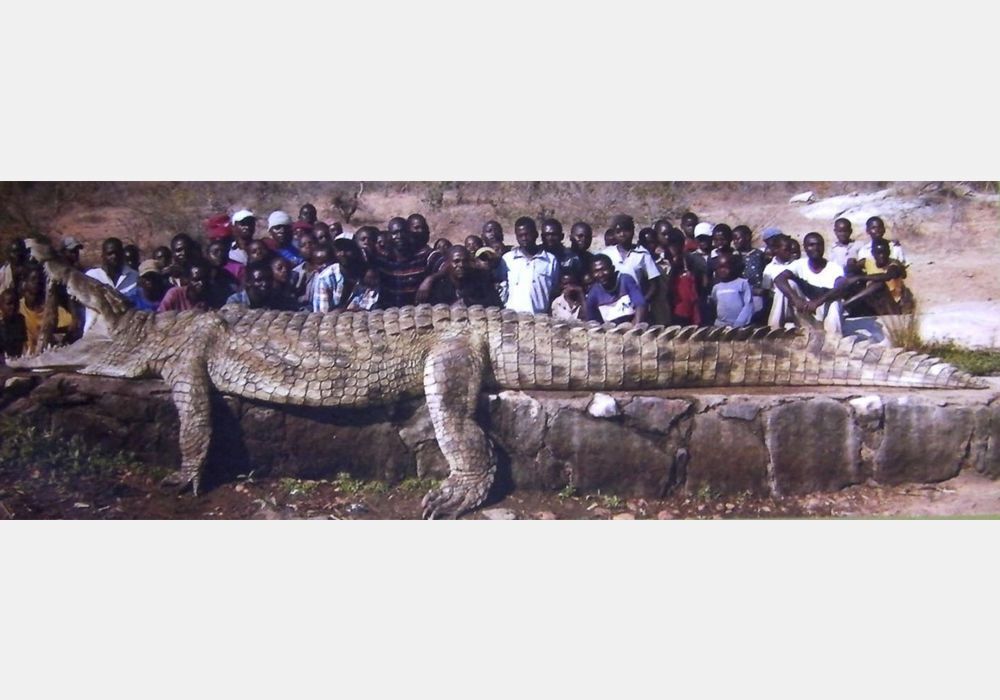 Від павуків до крокодилів: фото тварин-гігантів