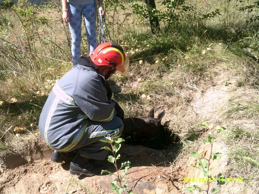 Братья меньшие: под Киевом спасли жеребенка, провалившегося в яму. Опубликованы фото