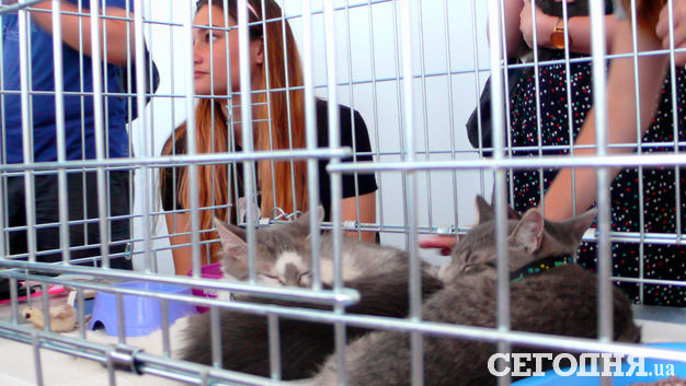 Знайти пухнастого друга: у Києві відбувся Фестиваль котиків