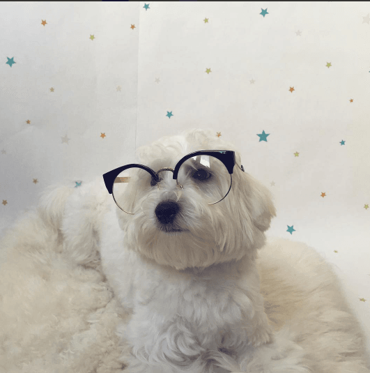 Модница Мими: топ-5 лучших фото собачки Насти Каменских из Instagram