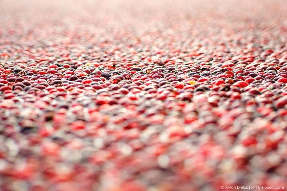 Збір врожаю журавлини в Канаді: разючі фото "червоного моря"