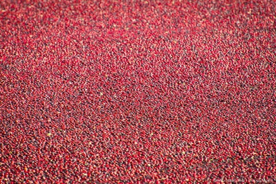 Збір врожаю журавлини в Канаді: разючі фото "червоного моря"