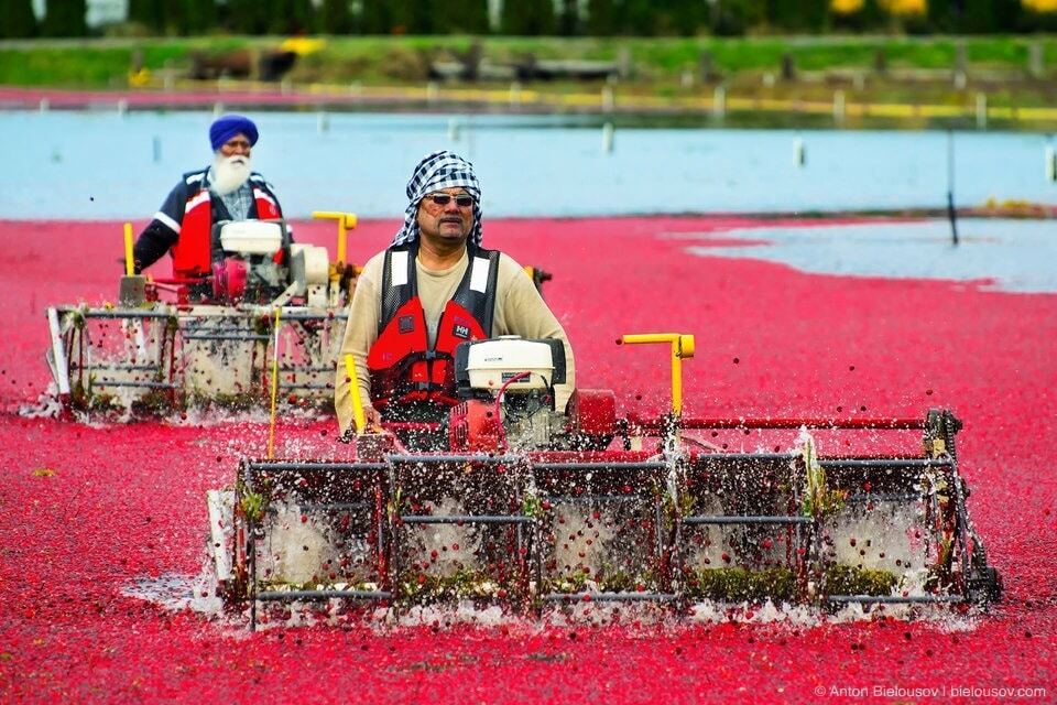 Сбор урожая клюквы в Канаде: поразительные фото "красного моря"