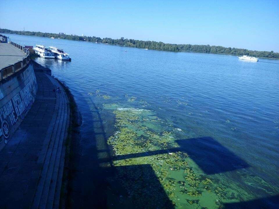 "Страшно красиво": в Киеве зацвела вода в Днепре. Опубликованы фото