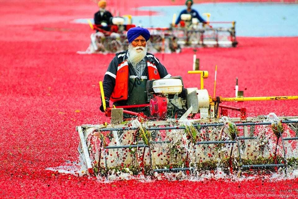 Сбор урожая клюквы в Канаде: поразительные фото "красного моря"