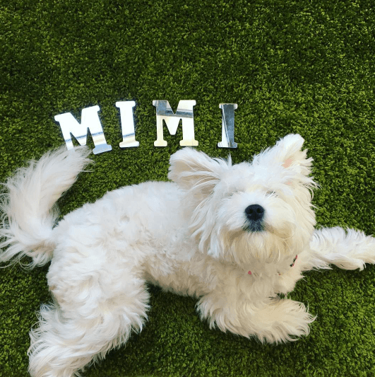 Модница Мими: топ-5 лучших фото собачки Насти Каменских из Instagram